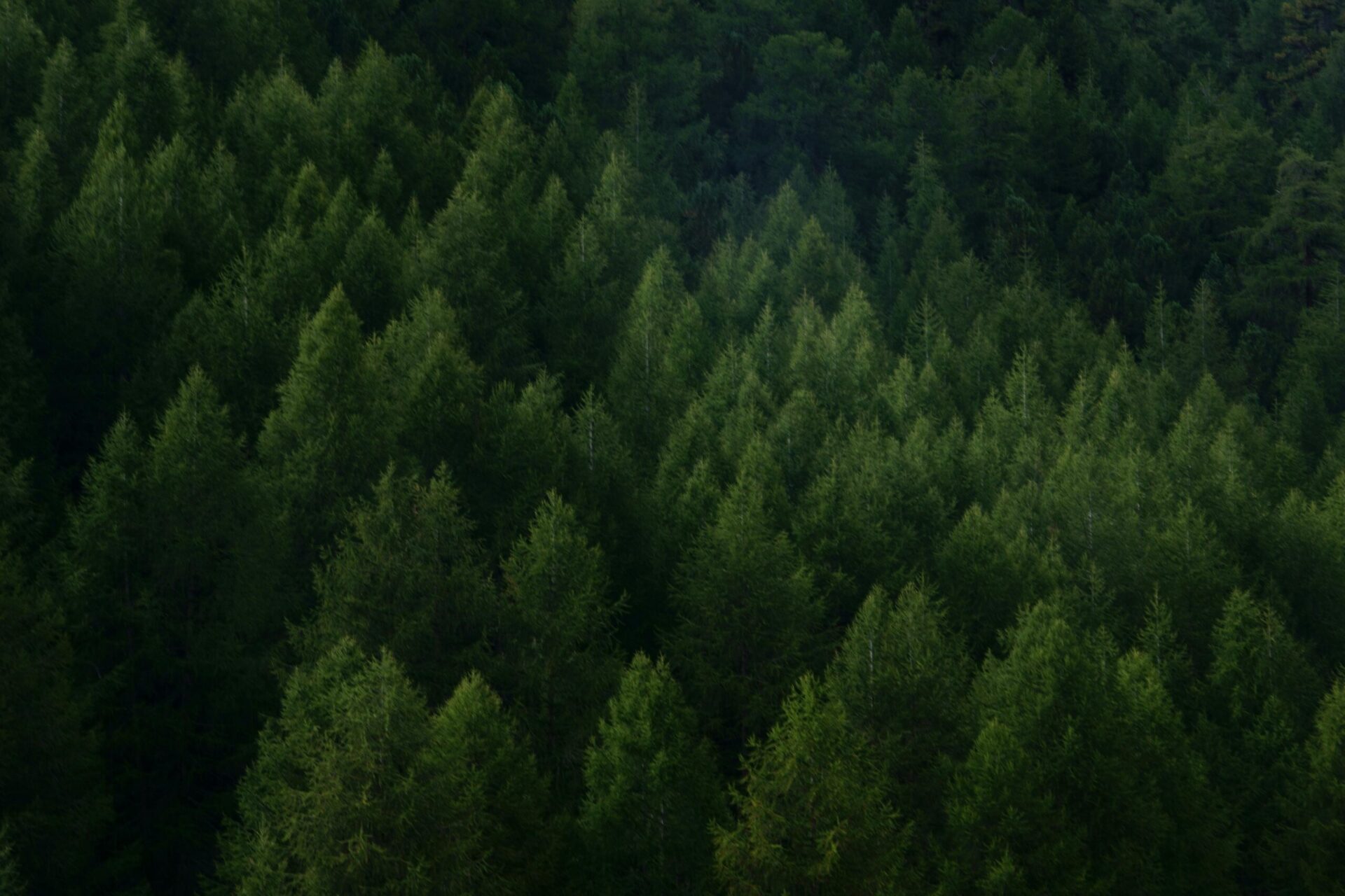 forest dla for.rest house - zdjęcie lasu, bo domki modułowe są ekologiczne